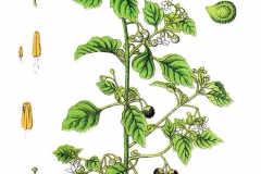 Plant-illustration-of-Black-Nightshade