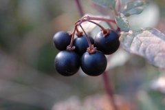 Ripe-Black-Nightshade