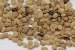 Seeds-of-Black-Nightshade