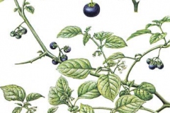 Sketch-of-Black-Nightshade
