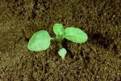 Small-Black-Nightshade-plant