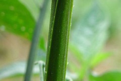 Stem-of-Black-Nightshade