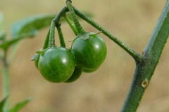 Unripe-fruits-of-Black-Nightshade