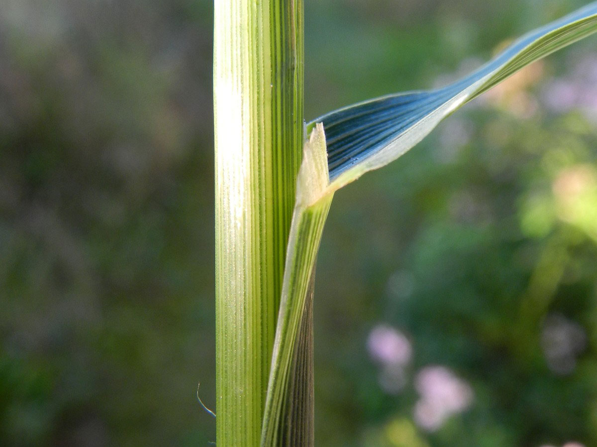 Stem-of-Black-oat-plant