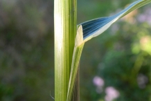 Stem-of-Black-oat-plant