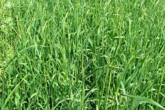 Black-Oat-farming