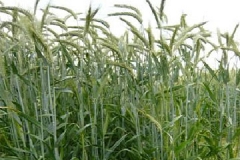Black-Oat-plant