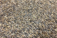 Black-oats