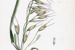 Plant-Illustration-of-Black-oat