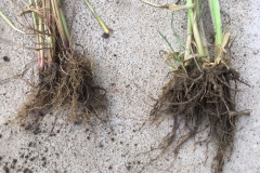 Roots-of-Black-Oat-plant
