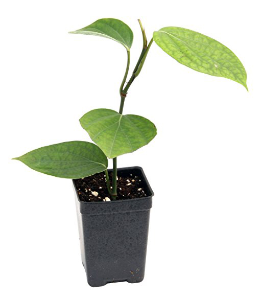 Black-pepper-plant