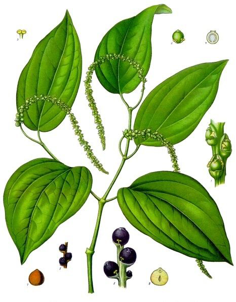Plant-illustration-of-Black-pepper