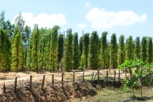 Black-pepper-farm
