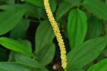 Black-pepper-flower