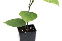 Black-pepper-plant