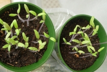 Black-pepper-seedlings