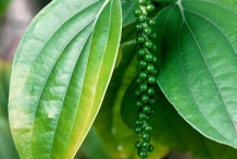 Leaves-of-Black-pepper