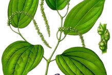 Plant-illustration-of-Black-pepper