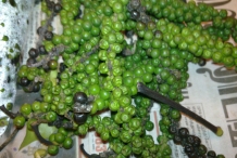 Unripe-Black-pepper