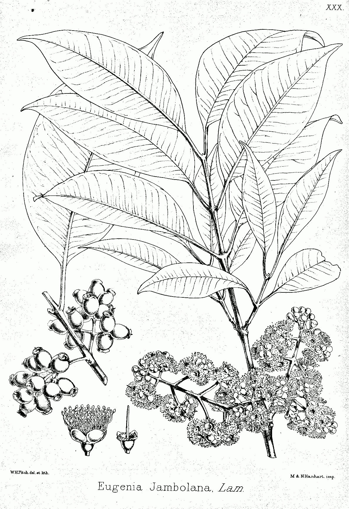 Black-plum-drawing