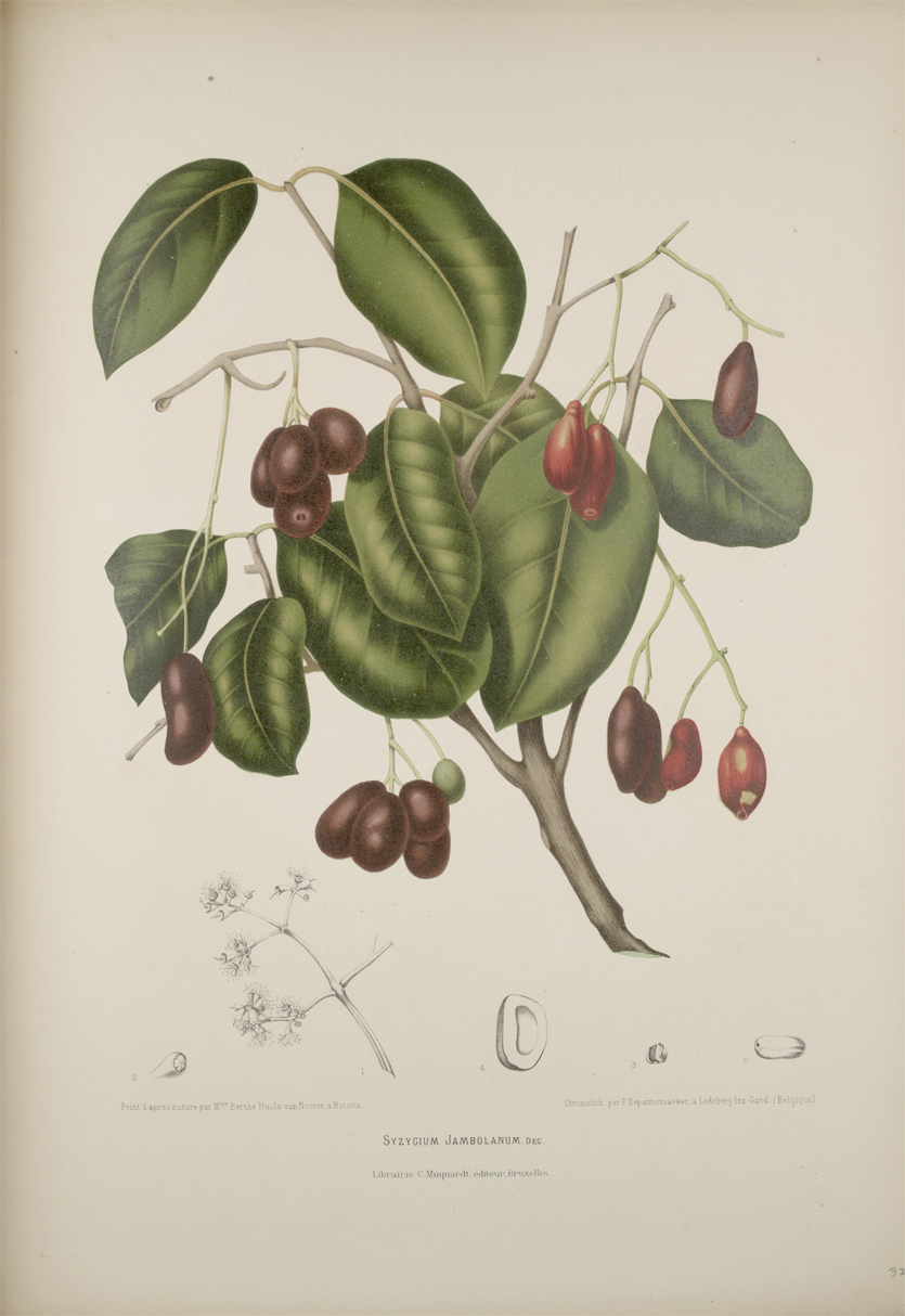 Black-plum-illustration