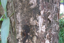 Black-plum-bark