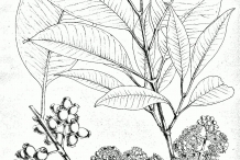 Black-plum-drawing