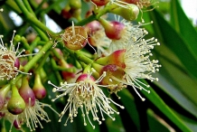 Black-plum-flower