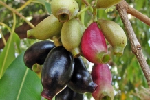 Black-plum-fruit