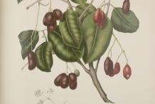 Black-plum-illustration