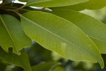 Black-plum-leaves