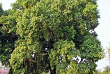 Black-plum-tree