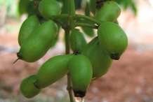 Unripe-fruit-of-Black-plum