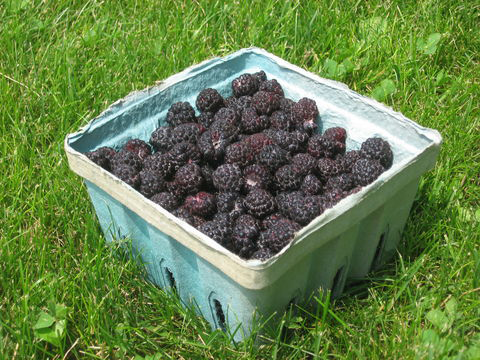 Collected-Black-Raspberry