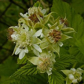 Flowers-of-Black-Raspberry
