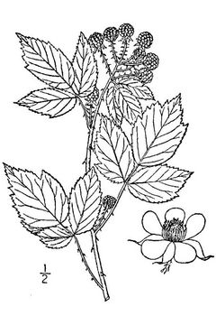 Sketch-of-Black-Raspberry