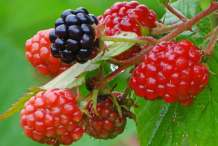 Black-Raspberry