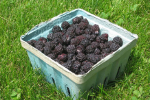 Collected-Black-Raspberry