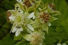 Flowers-of-Black-Raspberry