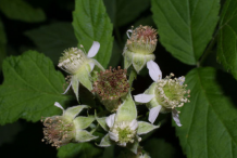 Lateral-view-of-flower-of-Black-Raspberry
