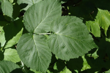 Leaves-of-Black-Raspberry