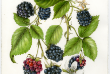 Plant-Illustration-of-Black-Raspberry