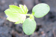 Seedlings-of-Black-Raspberry