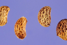 Seeds-of-Black-Raspberry