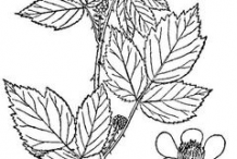 Sketch-of-Black-Raspberry