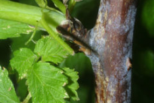 Stem-of-Black-Raspberry