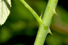 Thorns-of-Black-Raspberry