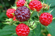 Unripe-Black-Raspberry