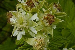 Flowers-of-Black-Raspberry