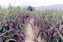 Black-rice-farm
